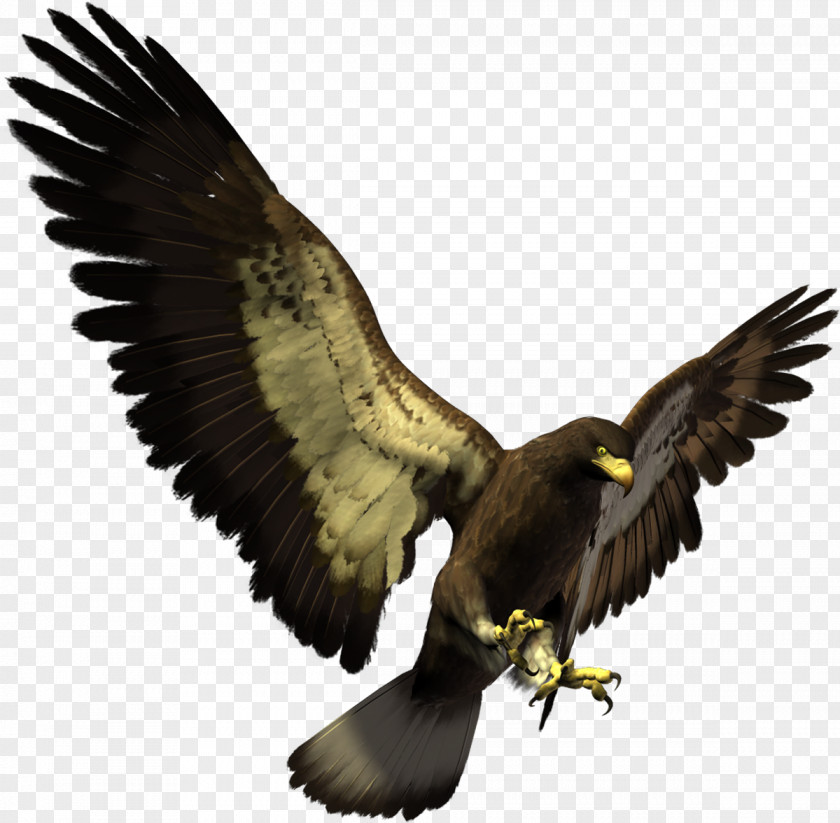 Eagle Bald White-tailed Bird Clip Art PNG
