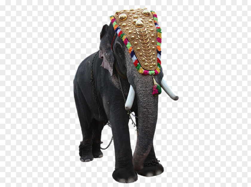 Elephant Download Clip Art PNG