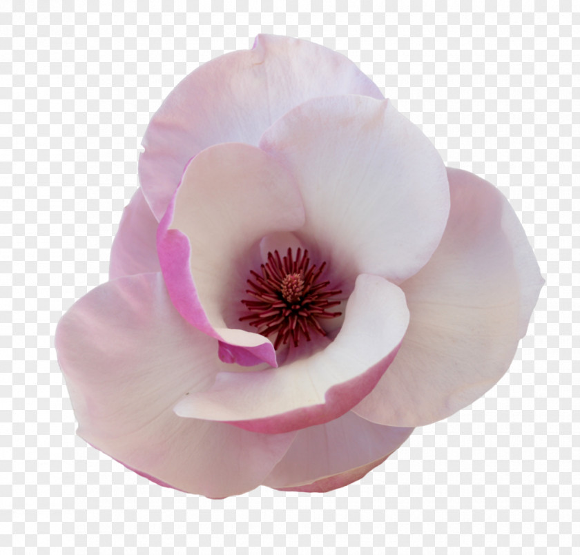 Flower Magnolia Petal Tulip PNG