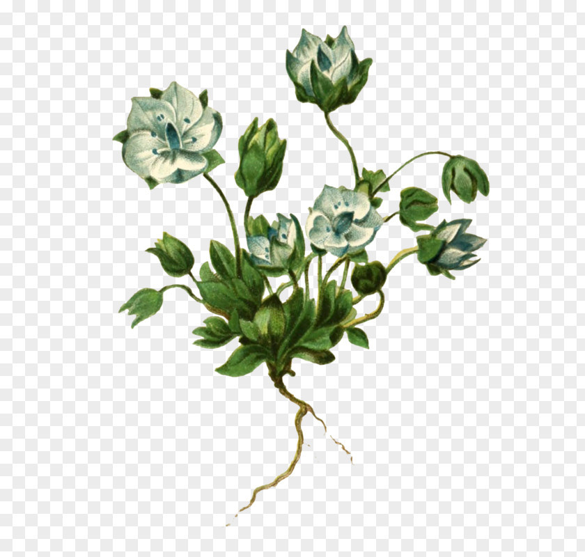 Lomatogonium Sikkimense Rosaceae Brachyantherum Carinthiacum PNG