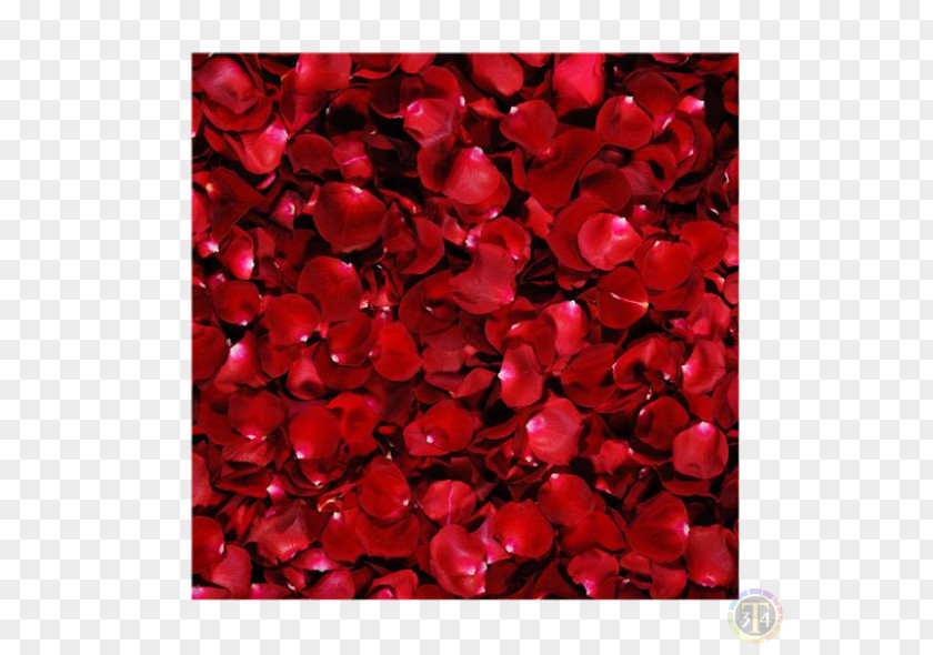 Rose Desktop Wallpaper Flower Image Red PNG