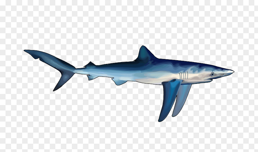 Tiburon Great White Shark Hungry Evolution World Blue PNG