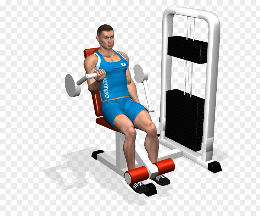 Biceps Curl Weight Training Crunch Abdominal Exercise Rectus Abdominis Muscle PNG