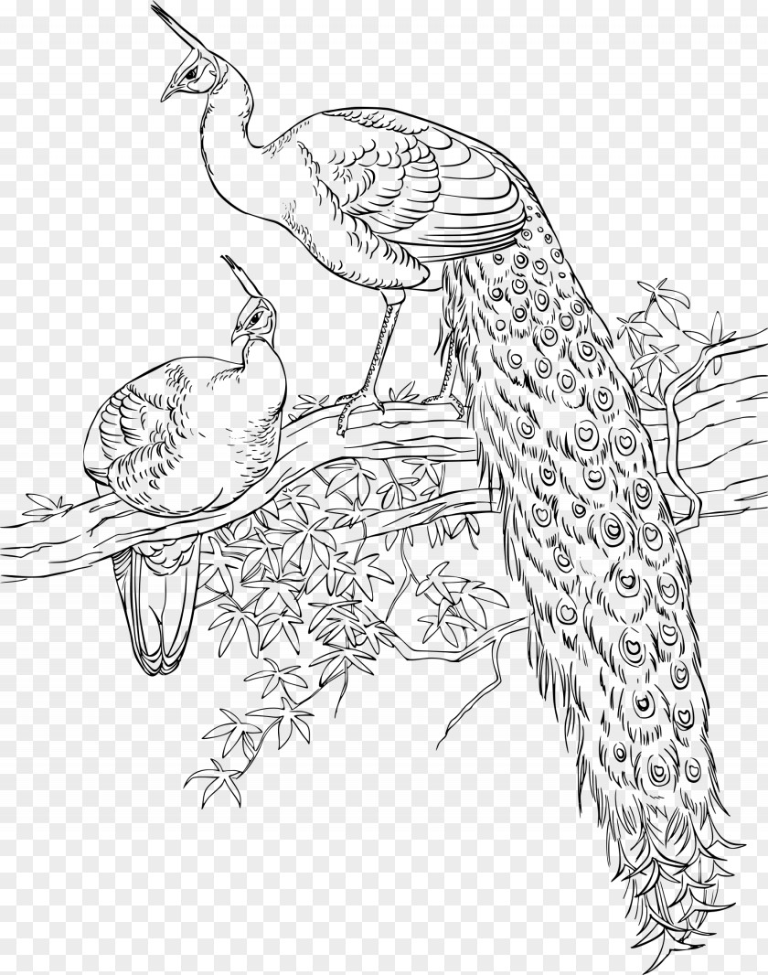 Bird Asiatic Peafowl Coloring Book Drawing PNG