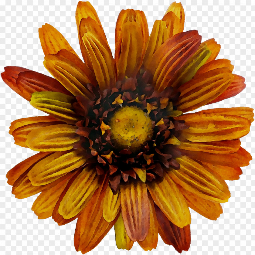 Chrysanthemum Yellow Cut Flowers Sunflower PNG