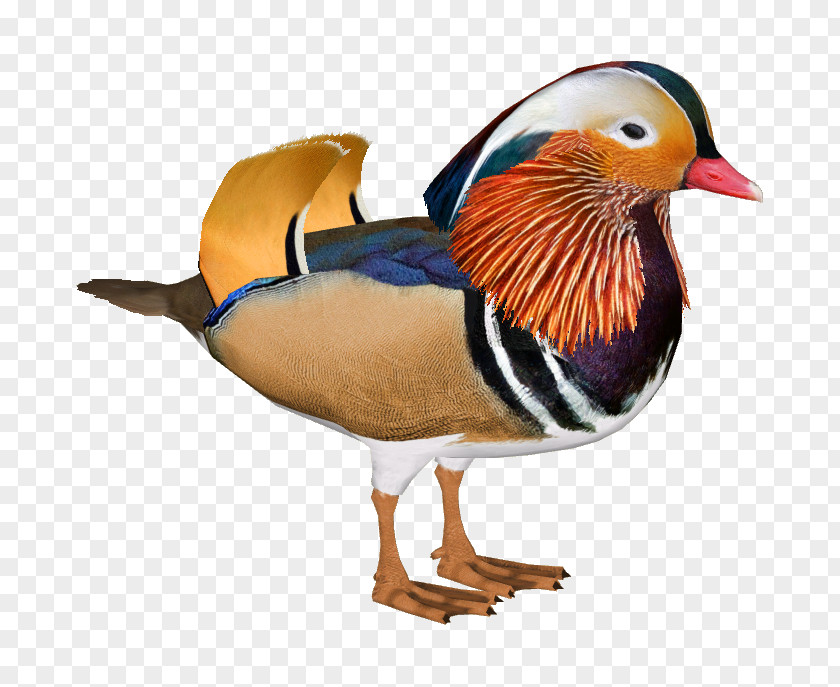 DUCK Duck Mallard Bird Anatidae Waterfowl PNG