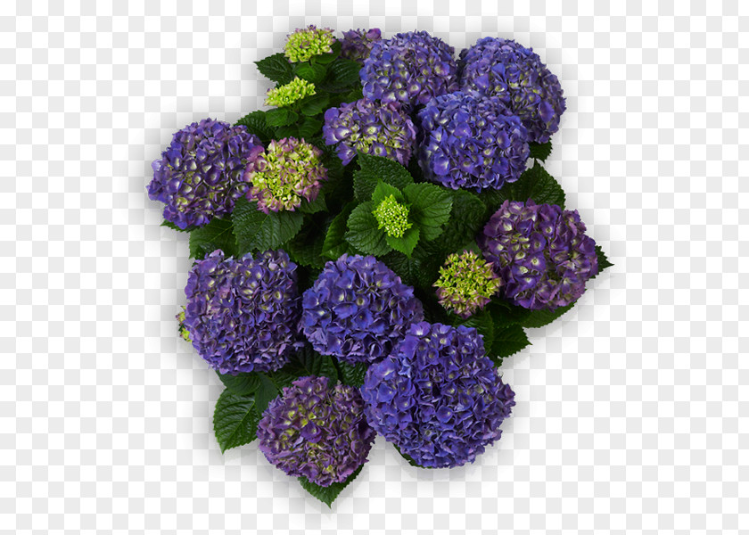 Hort Hydrangea Cut Flowers Annual Plant Herbaceous PNG