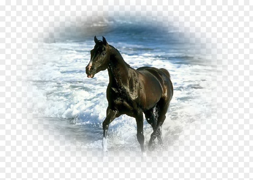 Shire Horse Horseland Mare Stallion Black PNG