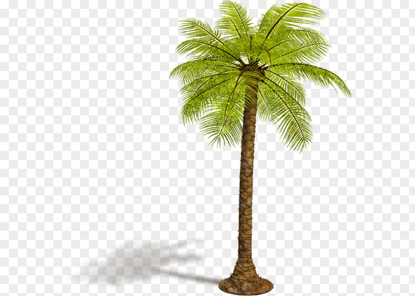 Tree Asian Palmyra Palm Arecaceae PNG