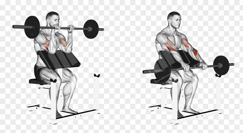 Barbell Weight Training Squat Exercise Muscle PNG