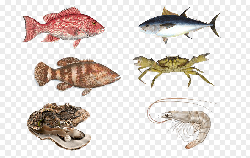 Fish Oyster Crab Wat Genade Met Je Doet Seafood PNG