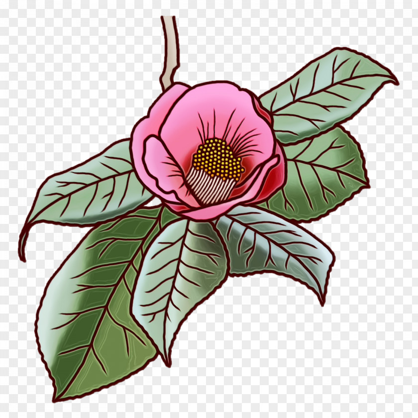 Floral Design PNG