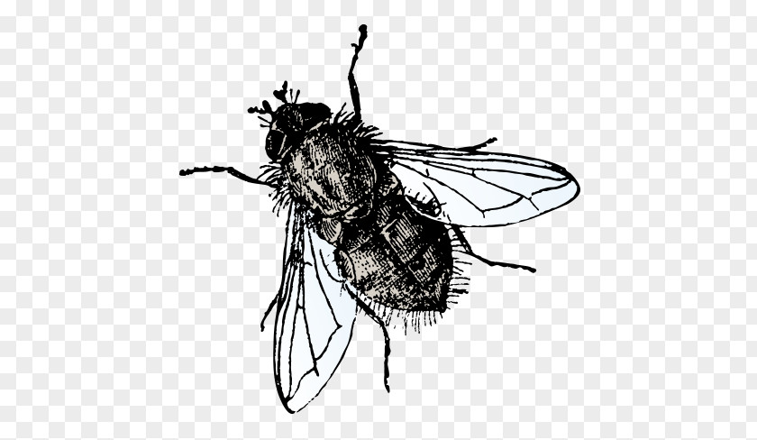 Vector Flies Insect Microsoft PowerPoint Fly Presentation Slide PNG