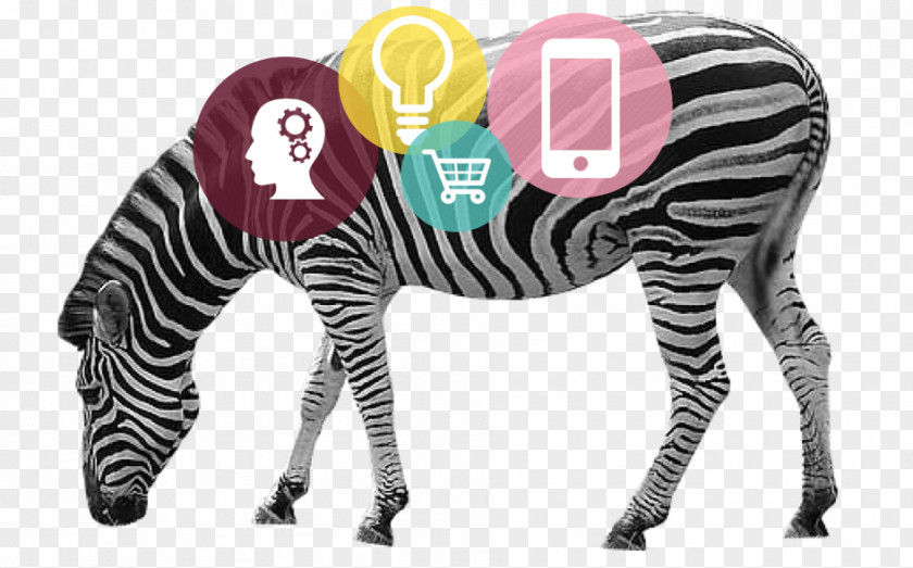 Zebra Safari Clip Art PNG