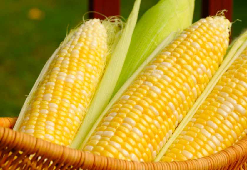 Corn On The Cob Genetically Modified Maize Food Organism PNG