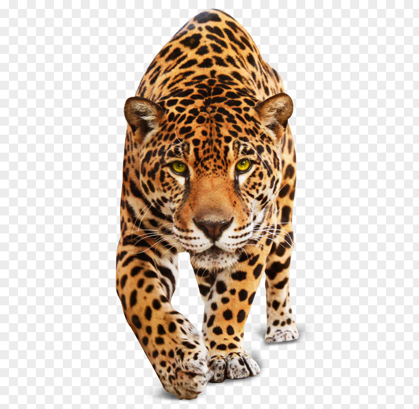 Jaguar Leopard Tiger Cheetah Cat PNG