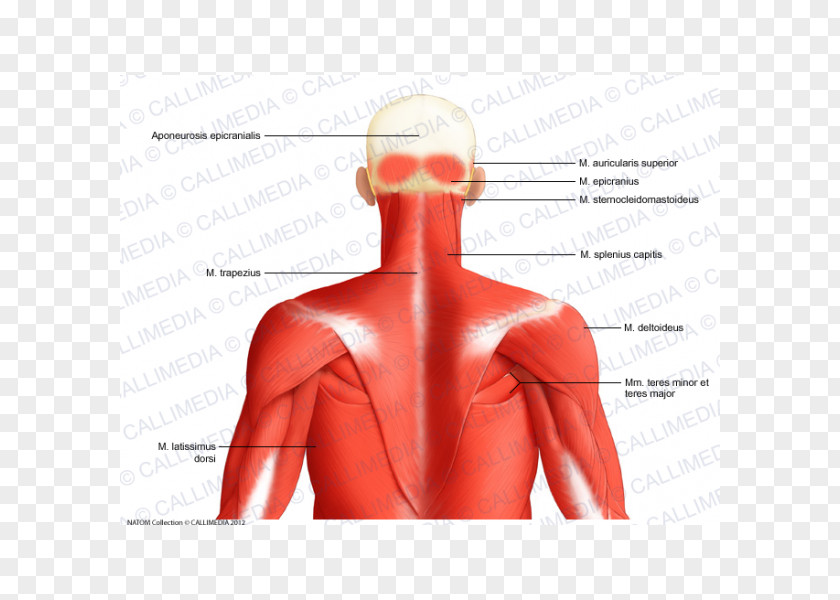 Latissimus Dorsi Posterior Triangle Of The Neck Head And Anatomy Muscle Human Body PNG