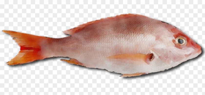 Northern Red Snapper Fish Products Seafood PNG