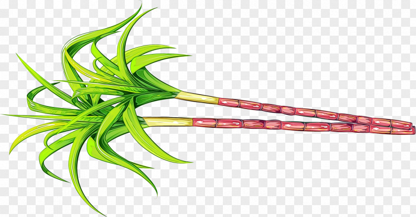 Plant Stem Vegetable Green Flower PNG