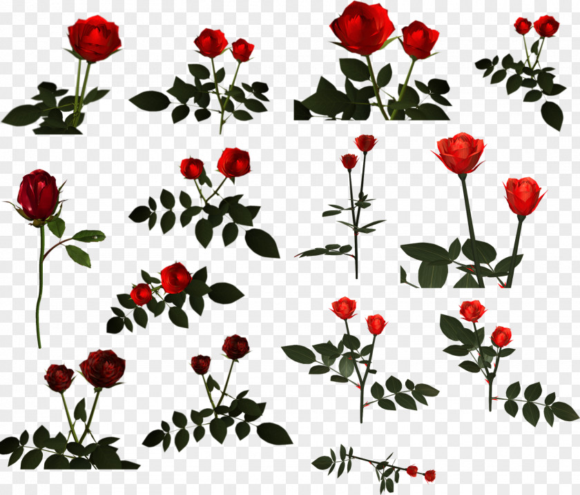 Red Rose Decorative Cut Flowers Garden Roses Petal PNG