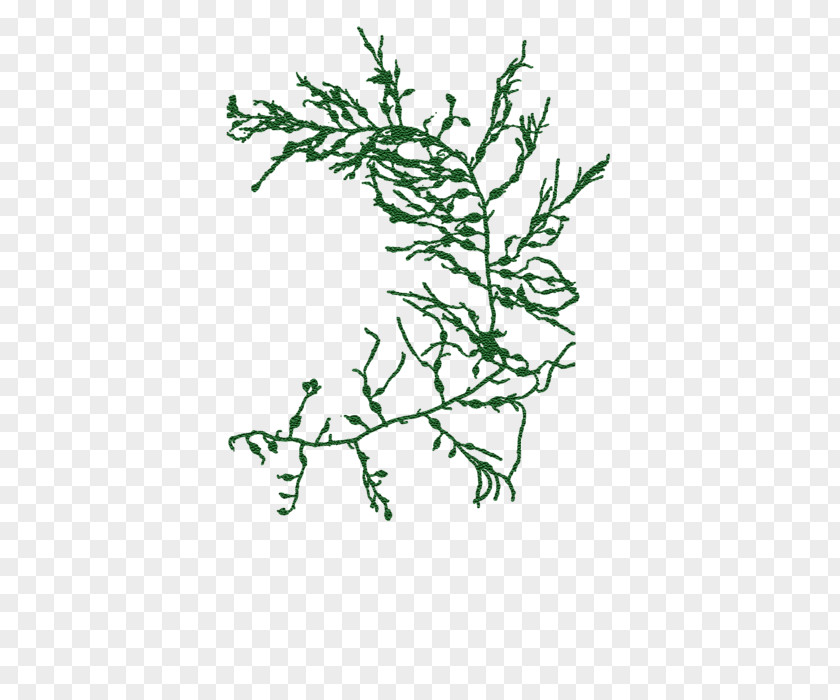 Seaweed Twig Plant Stem Leaf Line Font PNG