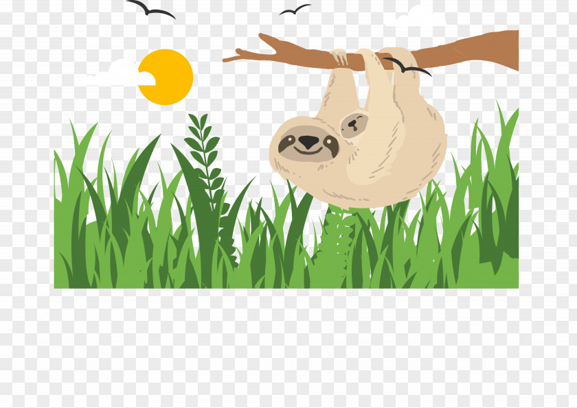 Vector Koala Sloth PNG