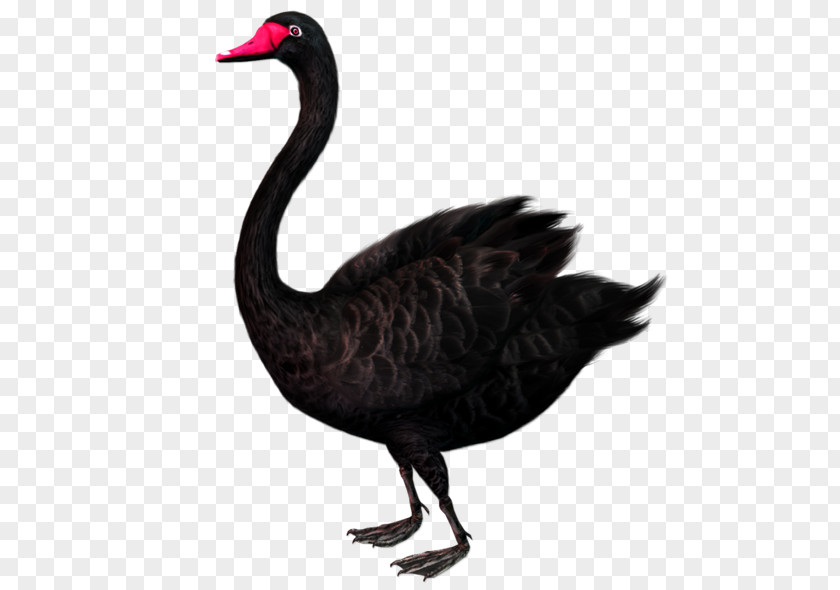 Black Duck Swan Theory Clip Art PNG
