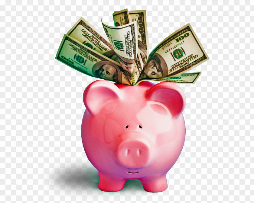 Domestic Pig Banknote Piggy Bank PNG