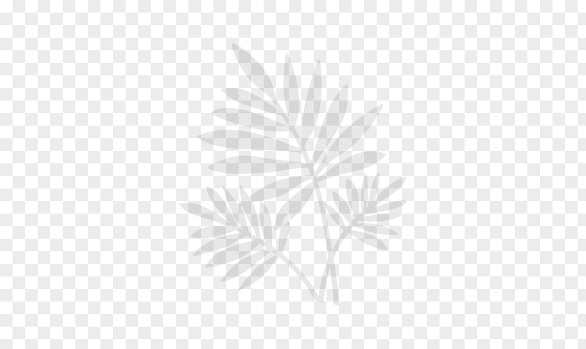 Line Flowering Plant Leaf Branching PNG