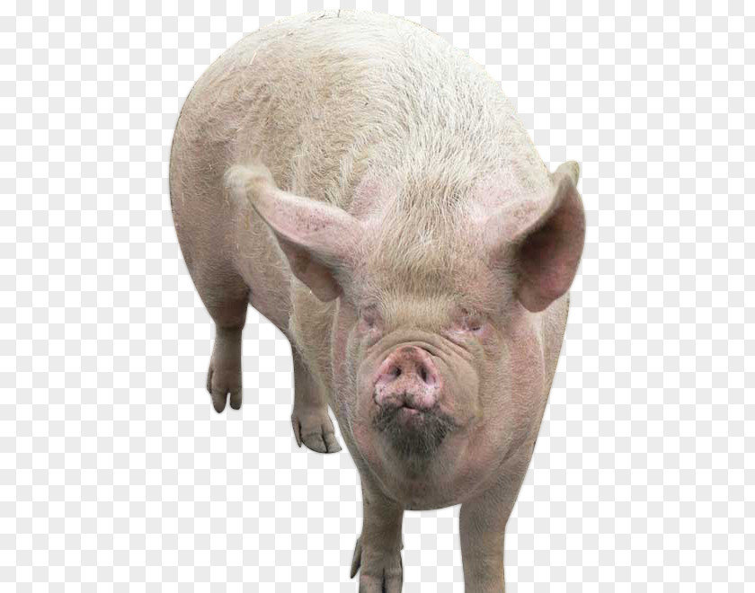 Tn Domestic Pig United States Puppy Dog Animal PNG