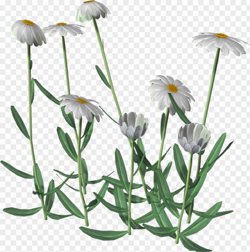 Camomile Flower Watercolor Painting Art Clip PNG