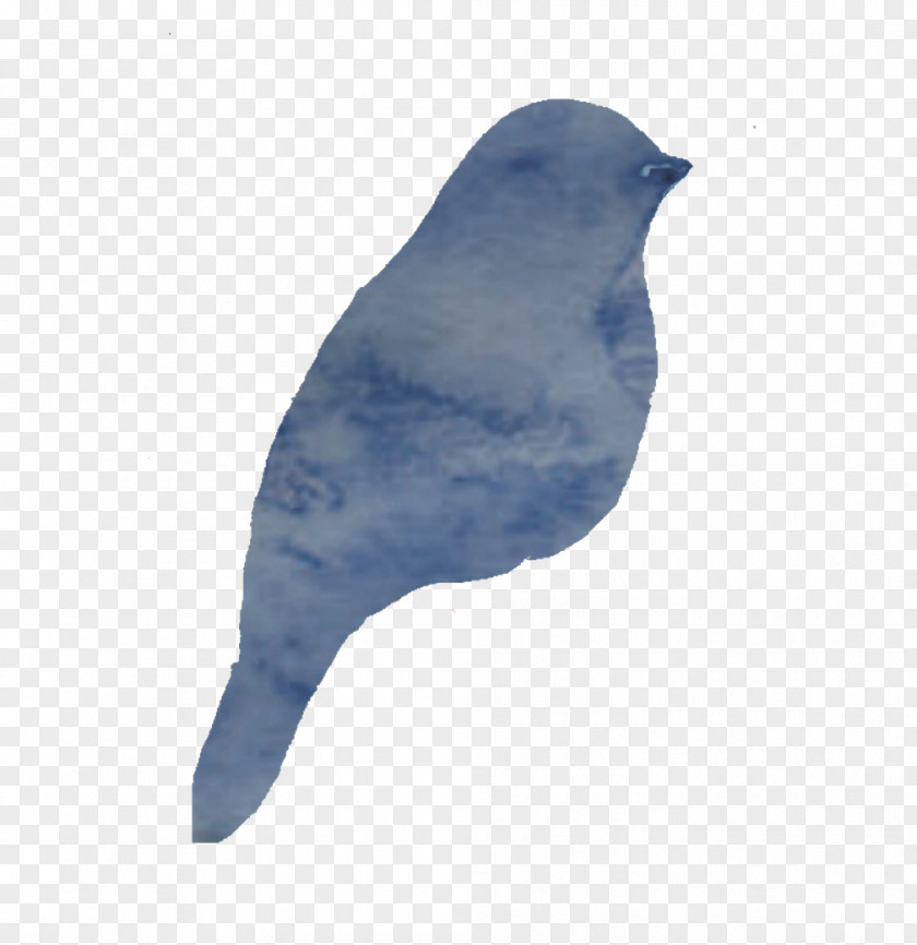 Feather American Sparrows Cobalt Blue Beak PNG