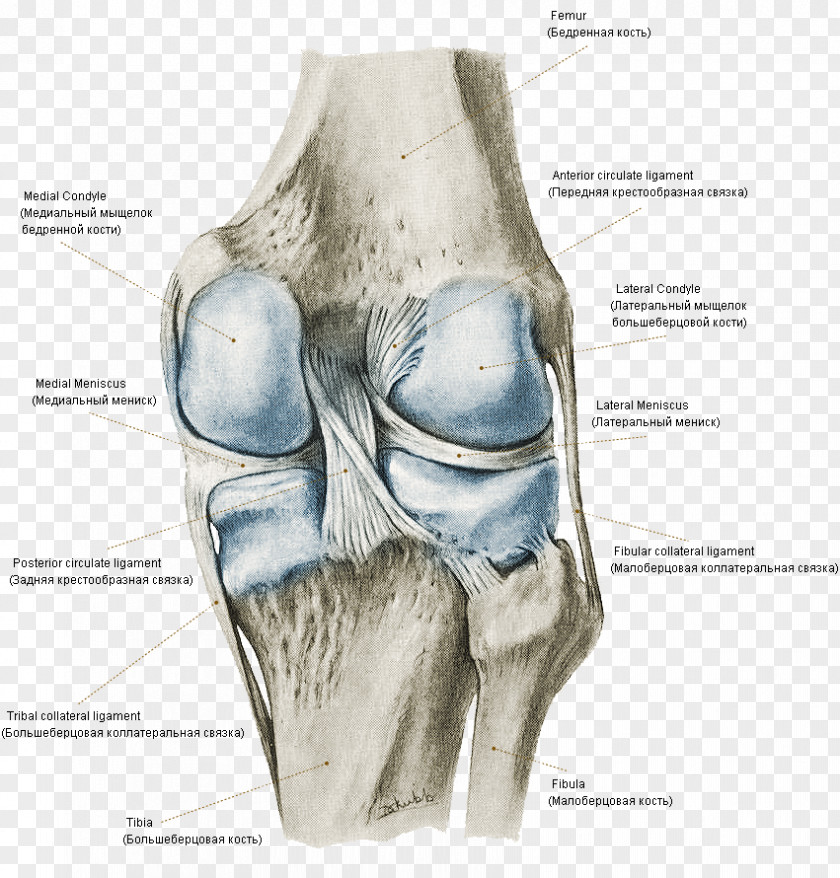 Knee Atlas Of Human Anatomy Bone Joint PNG