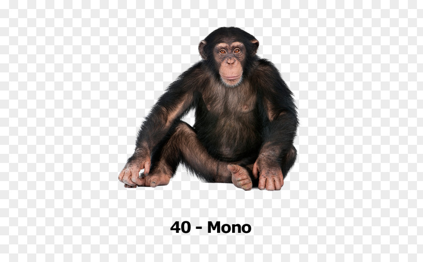 Mono Gorilla Common Chimpanzee Primate Ngamba Island Sanctuary Monkey PNG