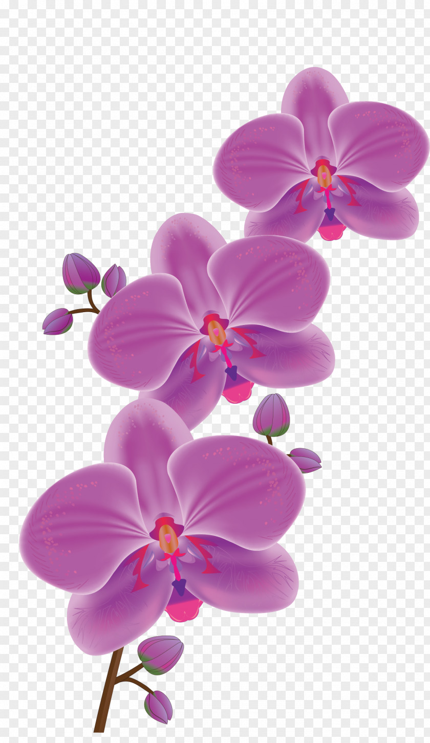 Orchid Orchids Flower Phalaenopsis Schilleriana Clip Art PNG