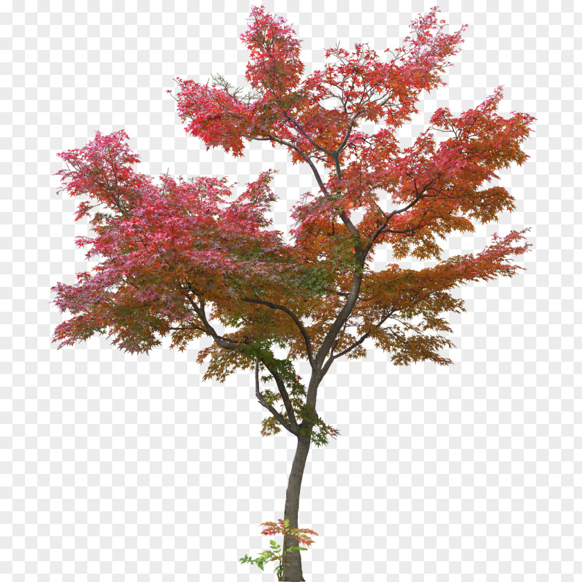 Tree Japanese Maple Red Acer Japonicum Leaf PNG