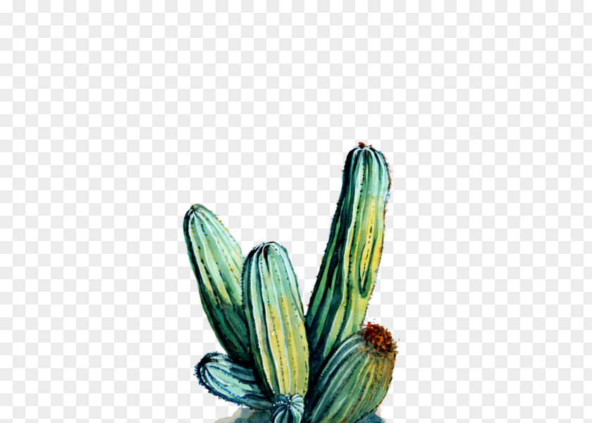 Watercolor Cactus Cactaceae Printmaking Art Museum Flower PNG