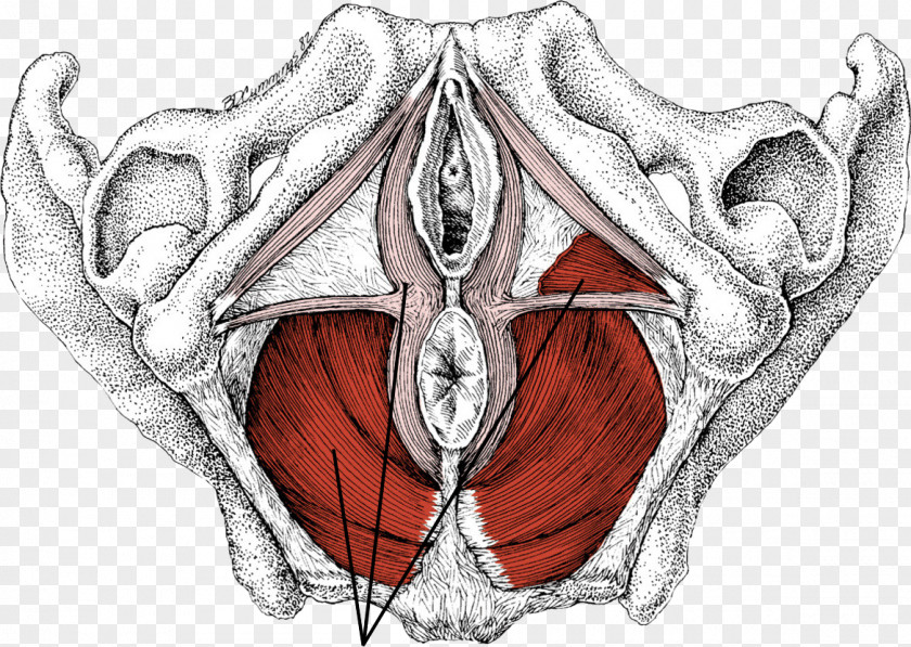 Gray's Anatomy Pelvic Floor Myofascial Trigger Point Pelvis PNG
