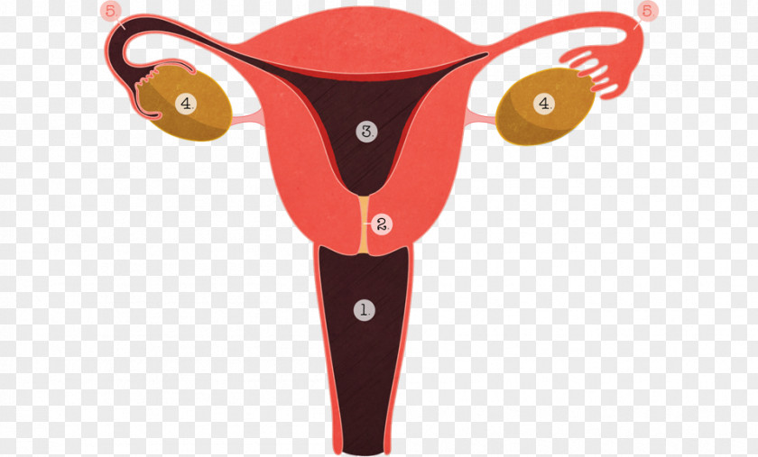 Menopause Female Reproductive System Endometriosis Gynaecology PNG