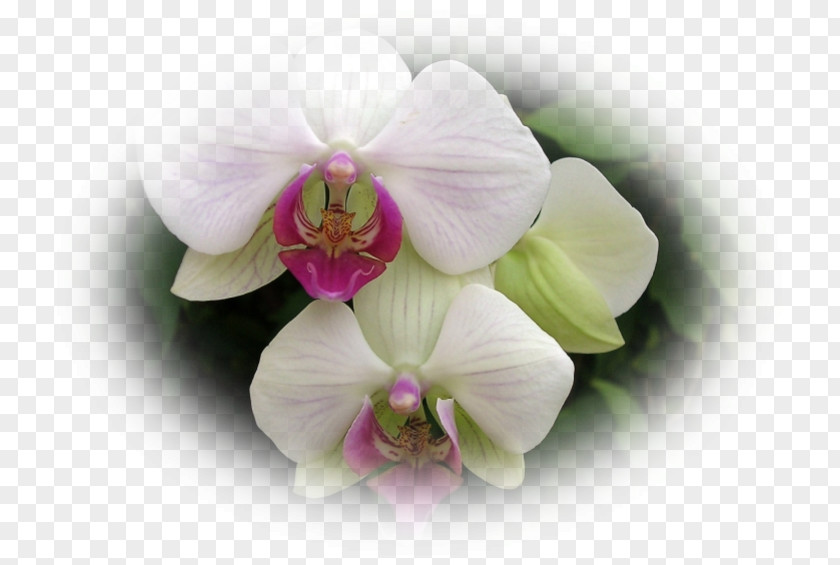 Orchidee Dendrobium Sweet Pea Lilac Orchids Violet PNG