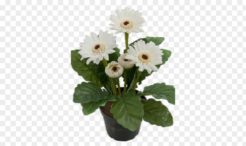 Plant Transvaal Daisy Flowerpot Saint Petersburg Houseplant PNG