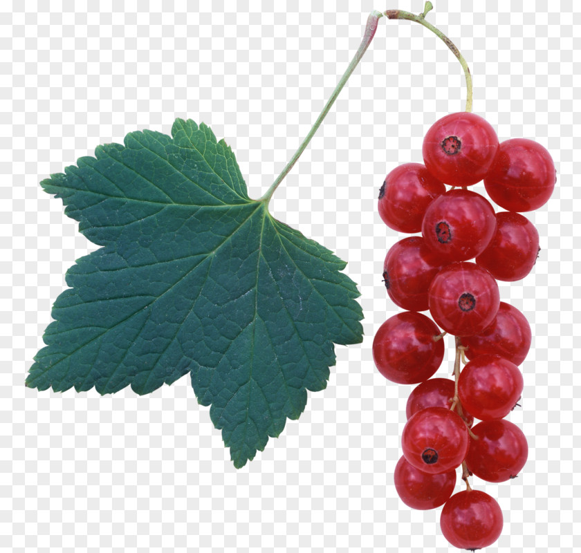 Red Raspberry Redcurrant Frutti Di Bosco Blackcurrant PNG
