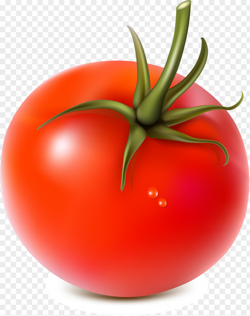 Gastrointestinal Vegetable Fruit Tomato Food PNG