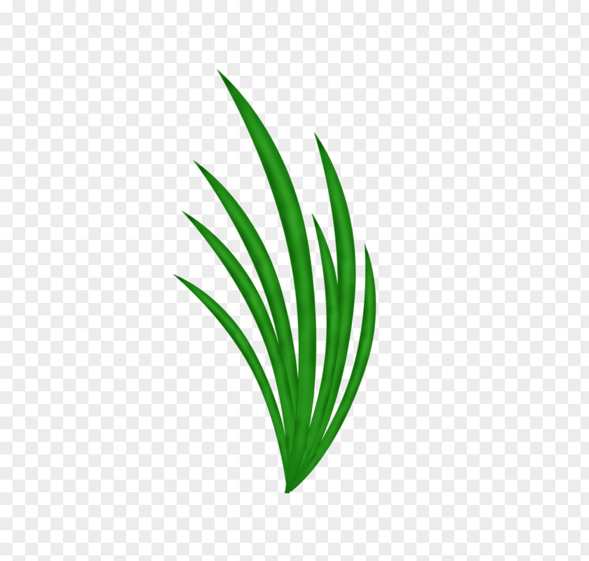 Green Grass Drawing PNG