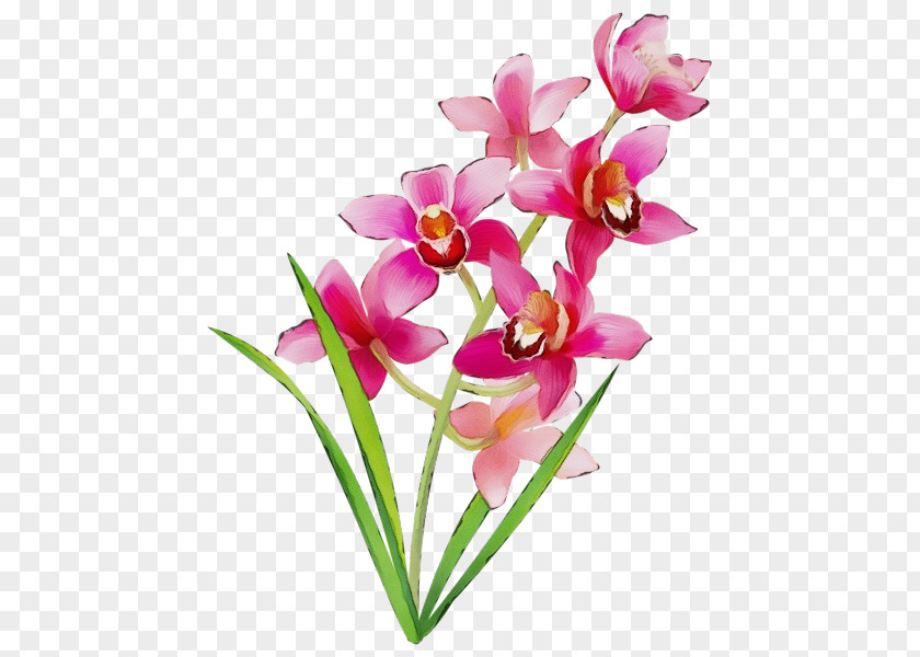 Ixia Pedicel Flower Petal Cut Flowers Pink Plant PNG