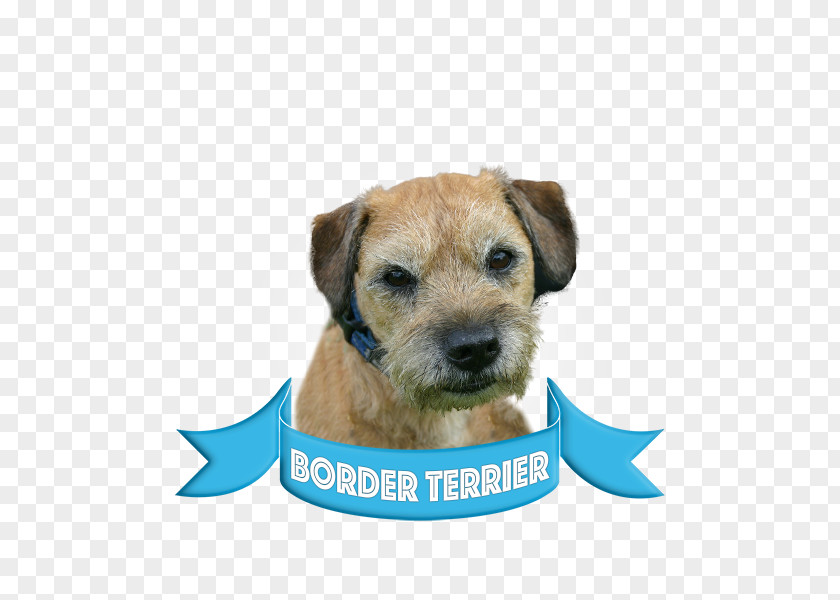 Puppy Border Terrier Lakeland Boston Bull Dog Breed PNG