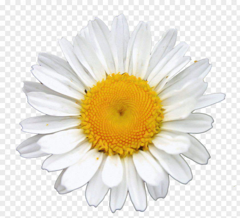 Common Daisy Chamomile Royalty-free Oxeye Photo Library PNG