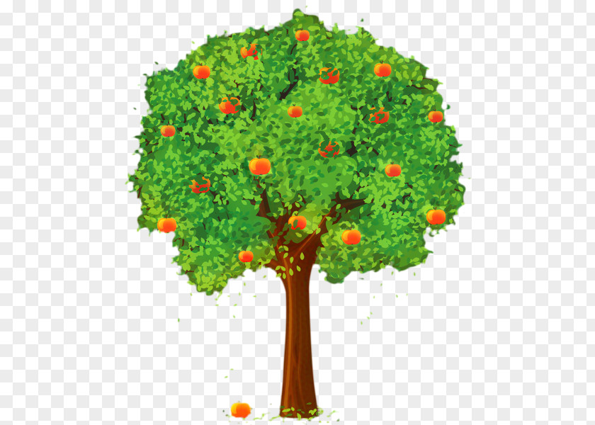 Houseplant Sorbus Apple Tree PNG