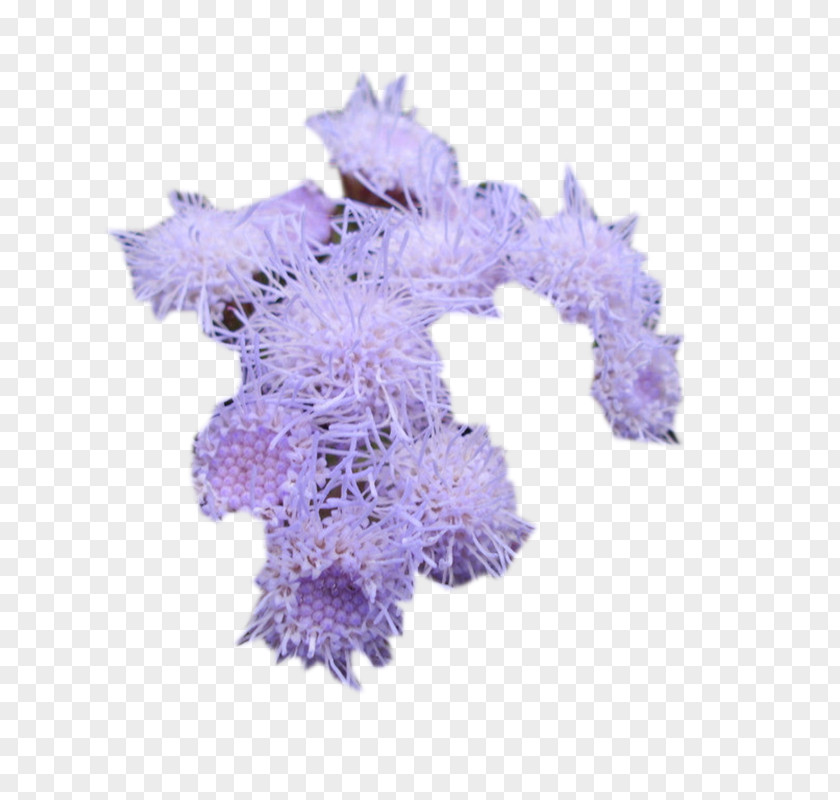 Milk Thistle Flower Picture Material Plant PNG