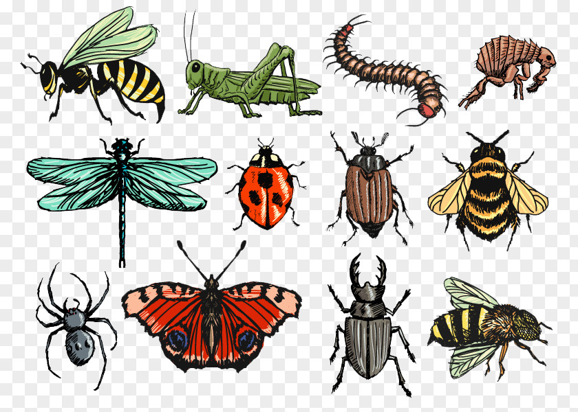 Painted Insects Insect Drawing Illustration PNG
